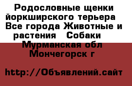 Родословные щенки йоркширского терьера - Все города Животные и растения » Собаки   . Мурманская обл.,Мончегорск г.